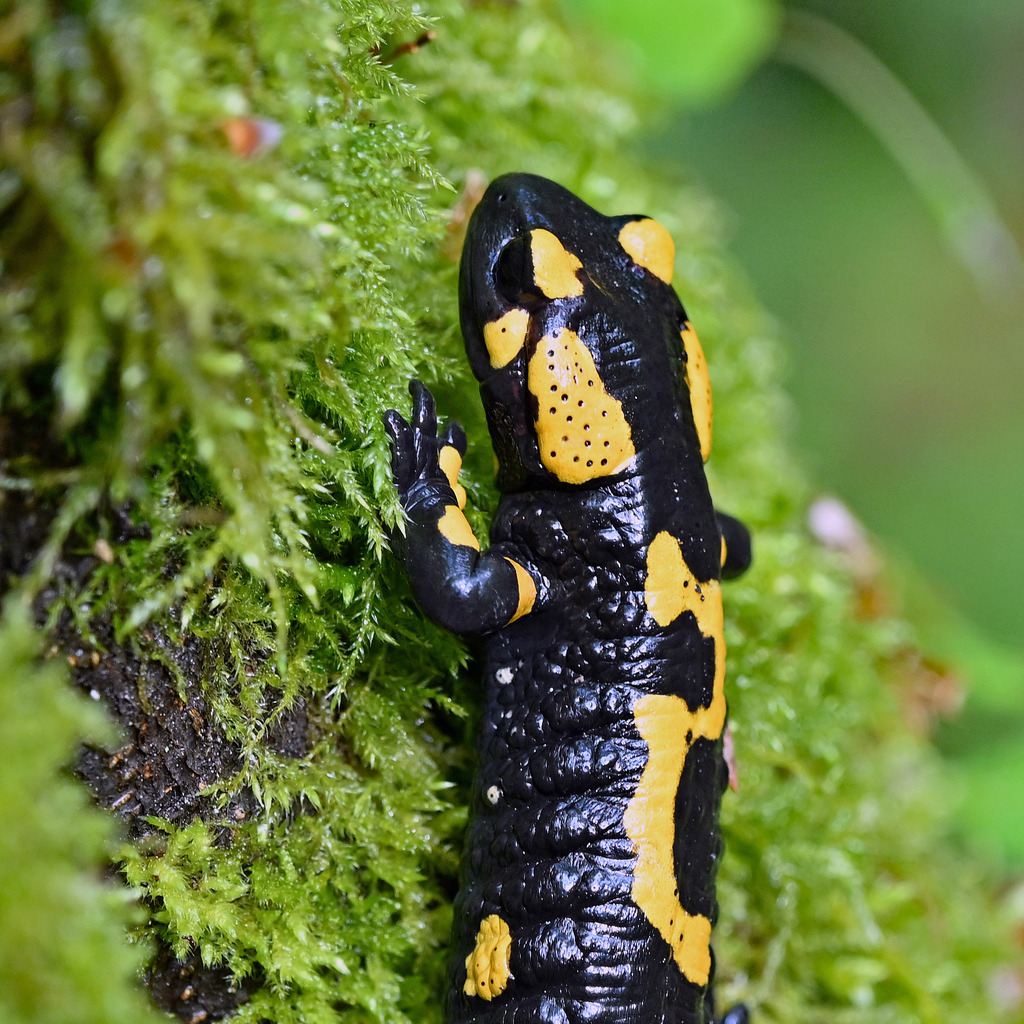 Salamander06q | lucisnaturbilder - Realisiert mit Pictrs.com