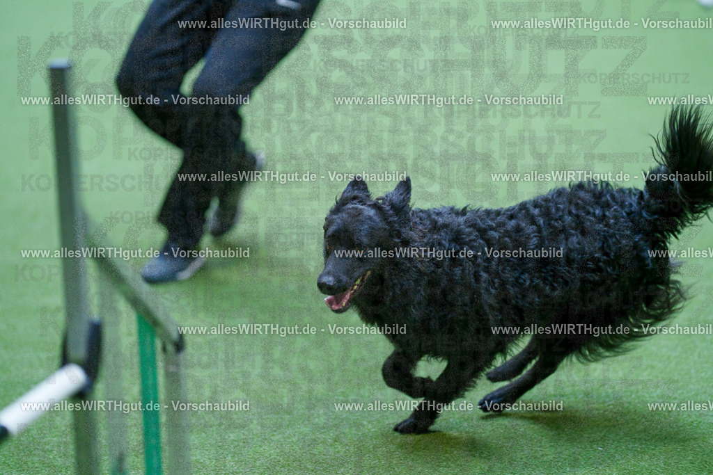 @allesWIRTHgut_Tierfotografie - www.allesWIRTHgut.de - 2604261526-7R505580 | Professionelle Tierfotografie in Mönchengladbach von Daniel Wirth (allesWIRTHgut). Liebevolle & natürliche Bilder von Hunden & Katzen für unvergessliche Erinnerungen.