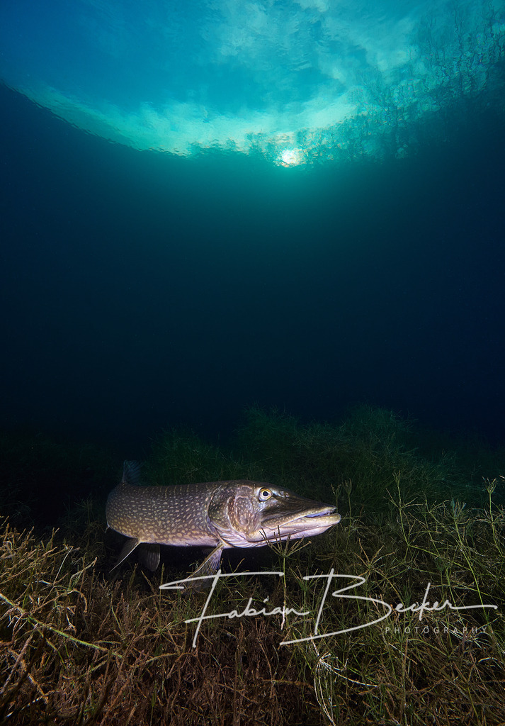 Lauerjäger in der Abenddämmerung | Einzigartige Wandbilder von faszinierenden Unterwasserwelten. Exklusive Kunst für Empfangsbereiche, Wohnraum oder Wartezimmer. - Realisiert mit Pictrs.com