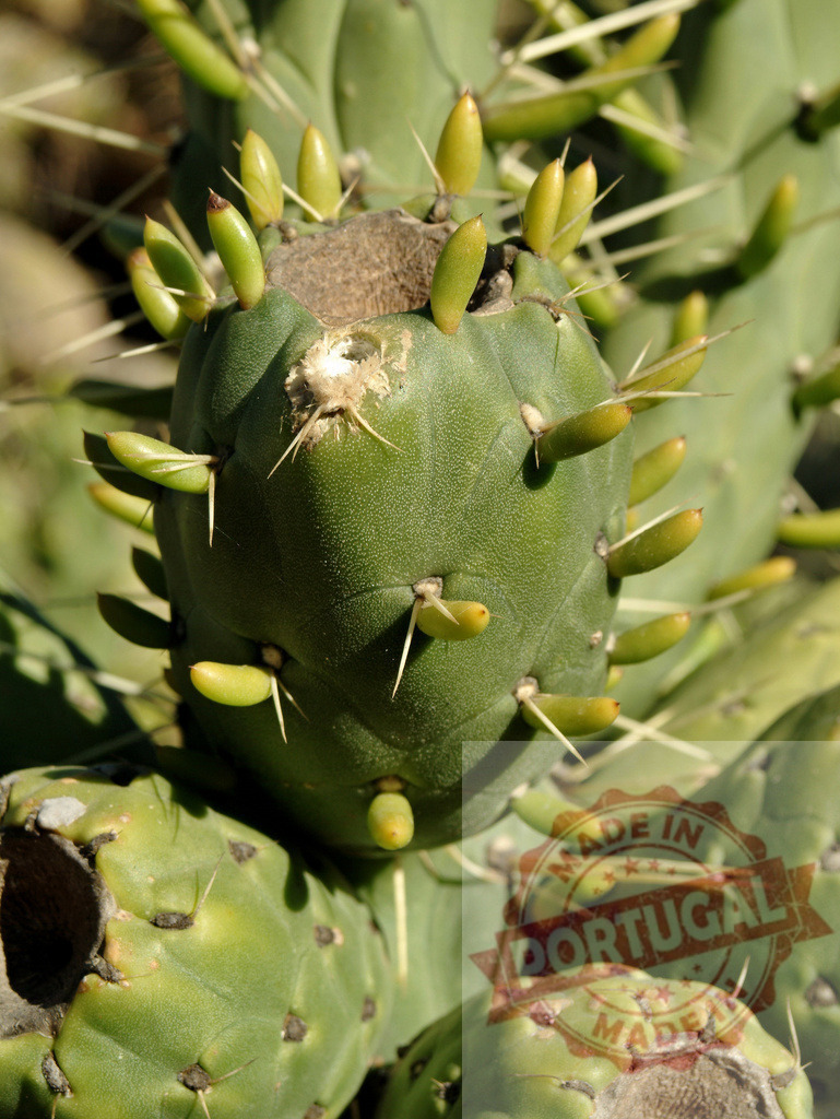 Prickly pear cactus with new growth buds | Prickly pear cactus showing sharp spines and new green growth - Realisiert mit Pictrs.com