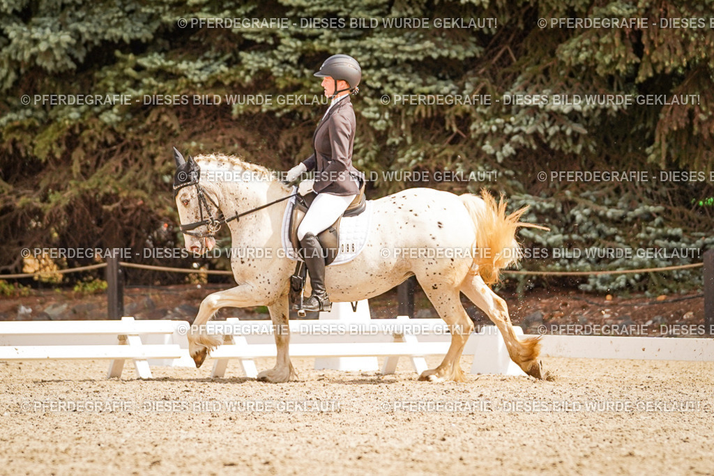 DSC01534 | Pferdegrafie