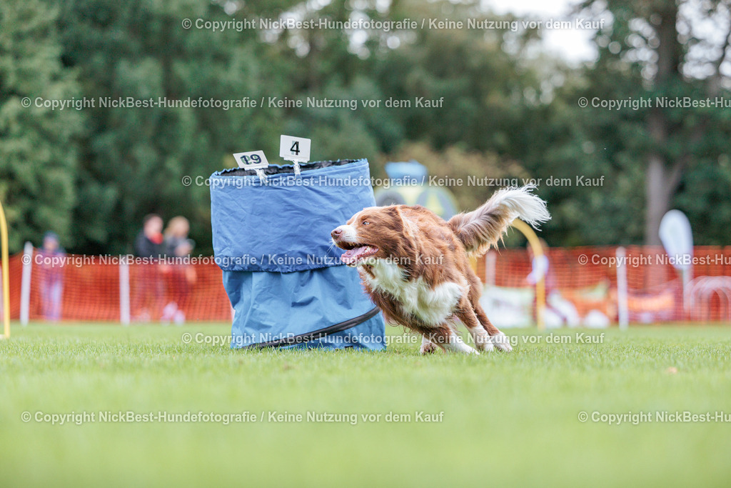 BSP Hoopers-H2 Tag2-2026-Nickbest-Hundefotografie-TuS Komet Arsten e.V.-6591 | Dein Hund! Dein Moment! Deine Erinnerungen! Hundefotografie in Bremen Blumenthal. Ich fange die besonderen Momente deines Vierbeiners ein – ob Indoor mit Blitzanlage oder in der freien Natur. Sicher dir dein Moment und dein Termin für eure Erinnerungen.