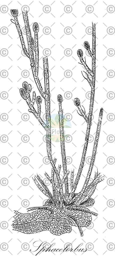 HistAbb_wfo-0000505409_1_ENZY_Simple | Historische Abbildung von Sphacelorbus - Sphacelariaceae (0) | Historical Illustration of Sphacelorbus - Sphacelariaceae (0)