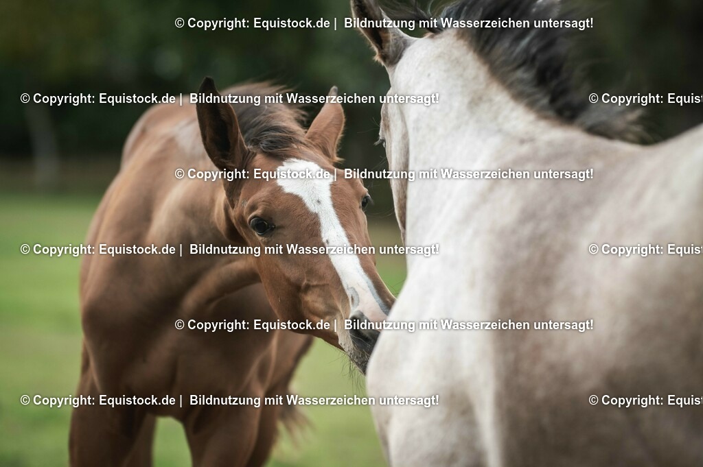 20201005_Fohlen_0077 | equistock