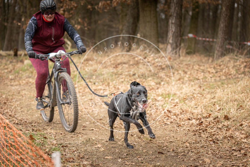 Pfotenfotografie_DV3A3369 | Hundefotografie, Tierfotograf, Pfotenfotografie, Fotoshooting Hund, Hunde Portrait, Hundesport, Hundeportraits, Heideshooting, Hunde, Sportfotograf, Hundefotograf, Turnierhundsport, THS,  - Realisiert mit Pictrs.com