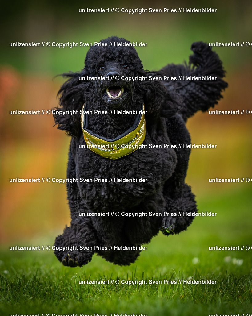 Sven Pries | 2025-04-13 - Hunderennen Baden-Baden - Realisiert mit Pictrs.com