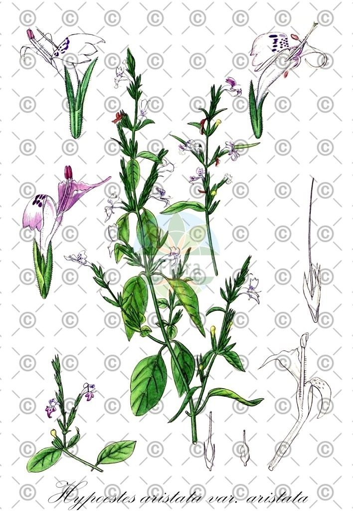 HistAbb_52RW_2_ENZY_Simple | Historische Abbildung von Hypoestes aristata var. aristata - Acanthaceae | Historical Illustration of Hypoestes aristata var. aristata - Acanthaceae