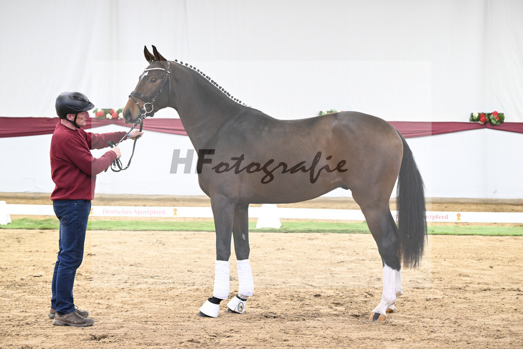 Kat-Nr. 35 Va Bene x San Amour I_Gestuet Greim_47251193 | hf-fotografie - Realisiert mit Pictrs.com