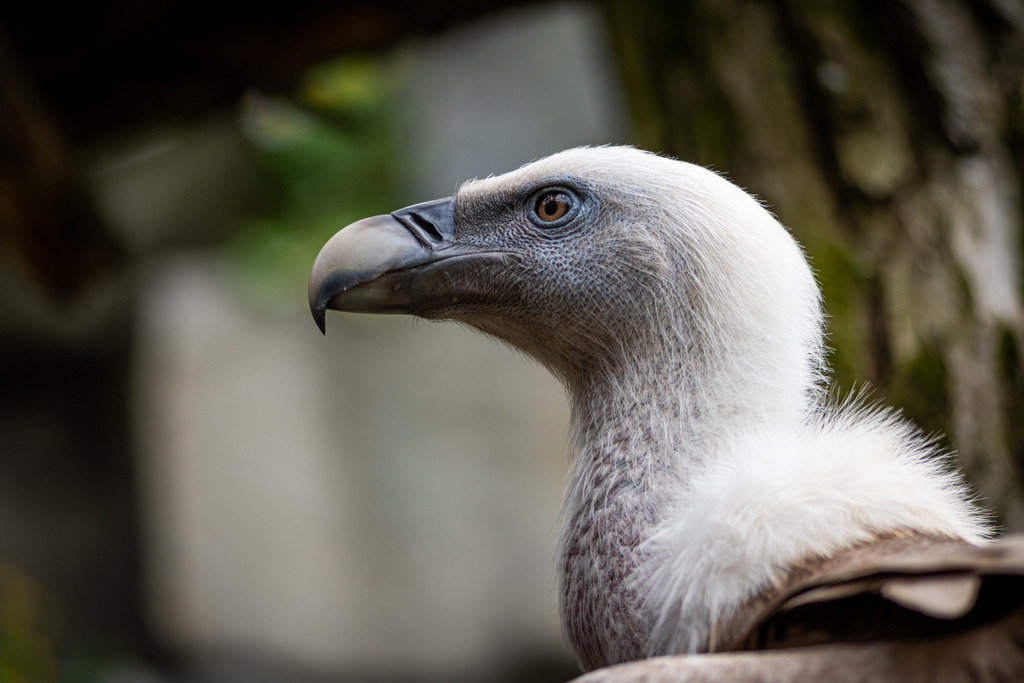 _DSC2728 | kaefersammler_roy - Realisiert mit Pictrs.com
