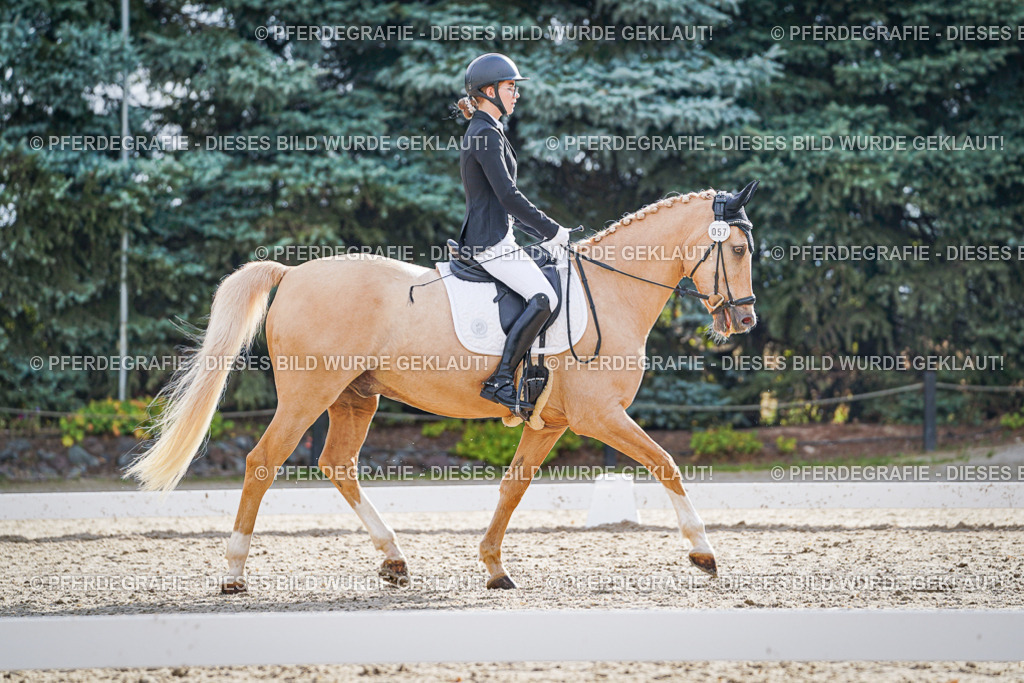 DSC00838 | Pferdegrafie