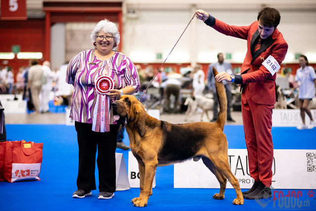World Dog Show Donnerstag | World Dog Show 2023 Donnerstag im Palexpo in Genf 24.08.2023 Foto: Leo Wyden