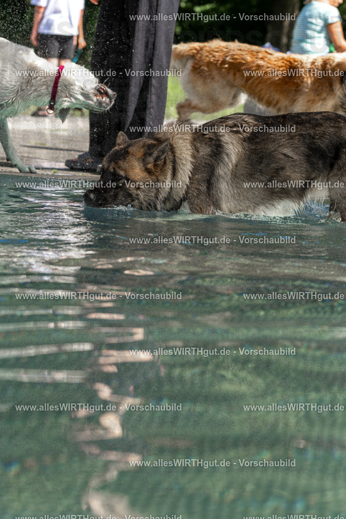 Hundeschwimmen_Volksbad_2026-allesWIRTHgut_Tierfotografie-2609061304-FAY06653 | Professionelle Tierfotografie in Mönchengladbach von Daniel Wirth (allesWIRTHgut). Liebevolle & natürliche Bilder von Hunden & Katzen für unvergessliche Erinnerungen.