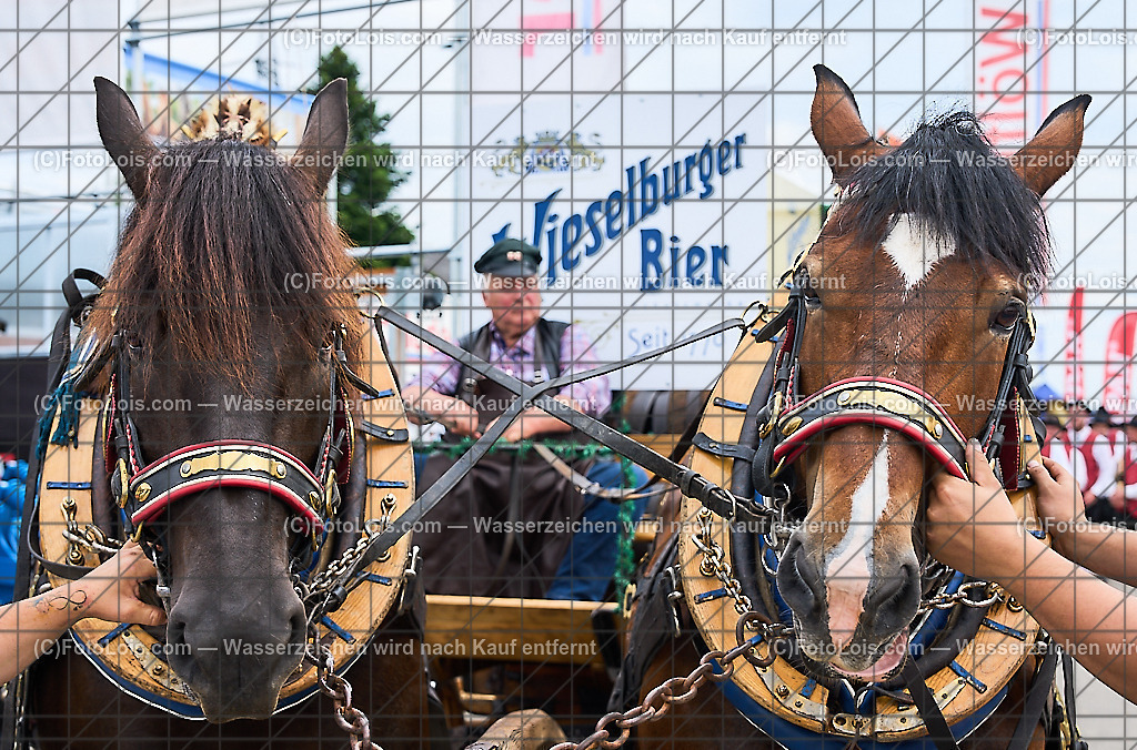 ALP9225_MESSE_LAND-FORST-JAGD_Wieselburger Bierwagen | (C)FotoLois.com, Alois Spandl, WIESELBURGER MESSE LAND-FORST-JAGD, Eröffnung mit Messerundgang mit BM Norbert Totschnig, LH Johanna Mickl-Leitner, LH-Stv. Stephan Pernkopf, LLK Johannes Schmuckenschlager, GF Marion Heim, Hannes Heindl, Bgm. Josef Leitner, Bgm. Franz Rafetseder, ..., Do 6. Juni 2024.