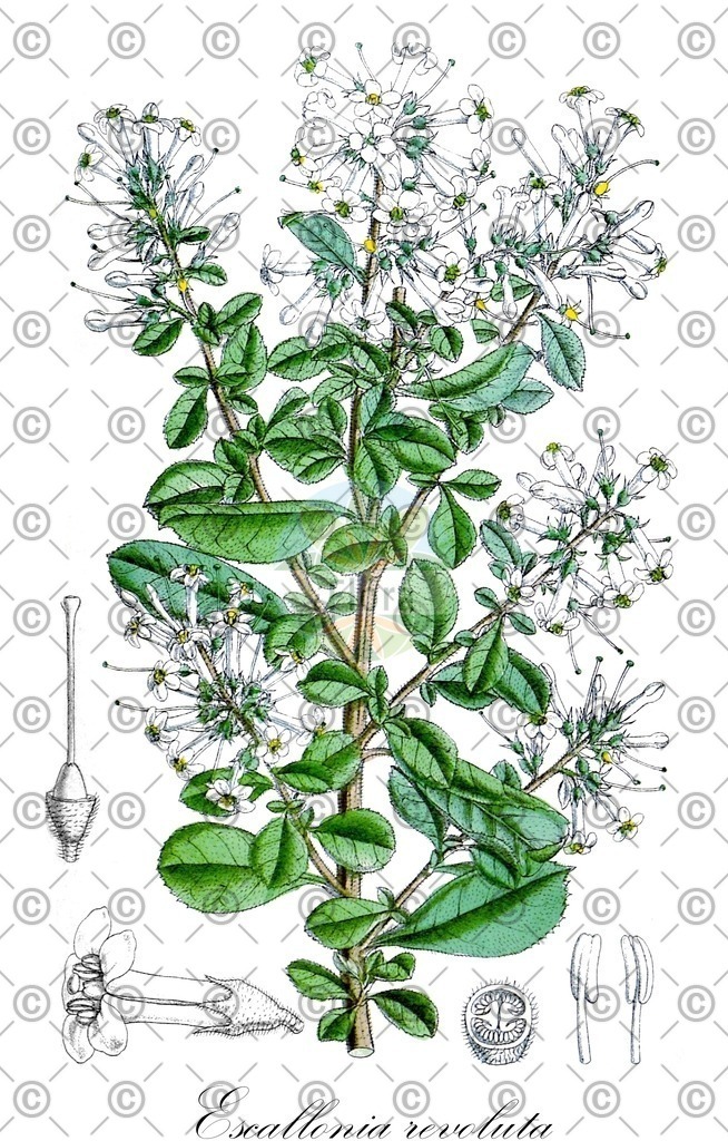 HistAbb_wfo-0000775247_1_ENZY_Simple | Historische Abbildung von Escallonia revoluta - Escalloniaceae | Historical Illustration of Escallonia revoluta - Escalloniaceae