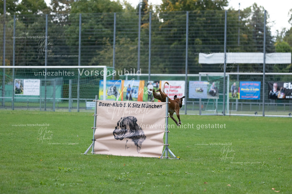 _16A4684 | Einzigartige Fotos von Hunden & Menschen –Actionfotos, Portraits, Vereinsaufnahmen & Paarshootings – authentisch, lebendig & mit Herz.