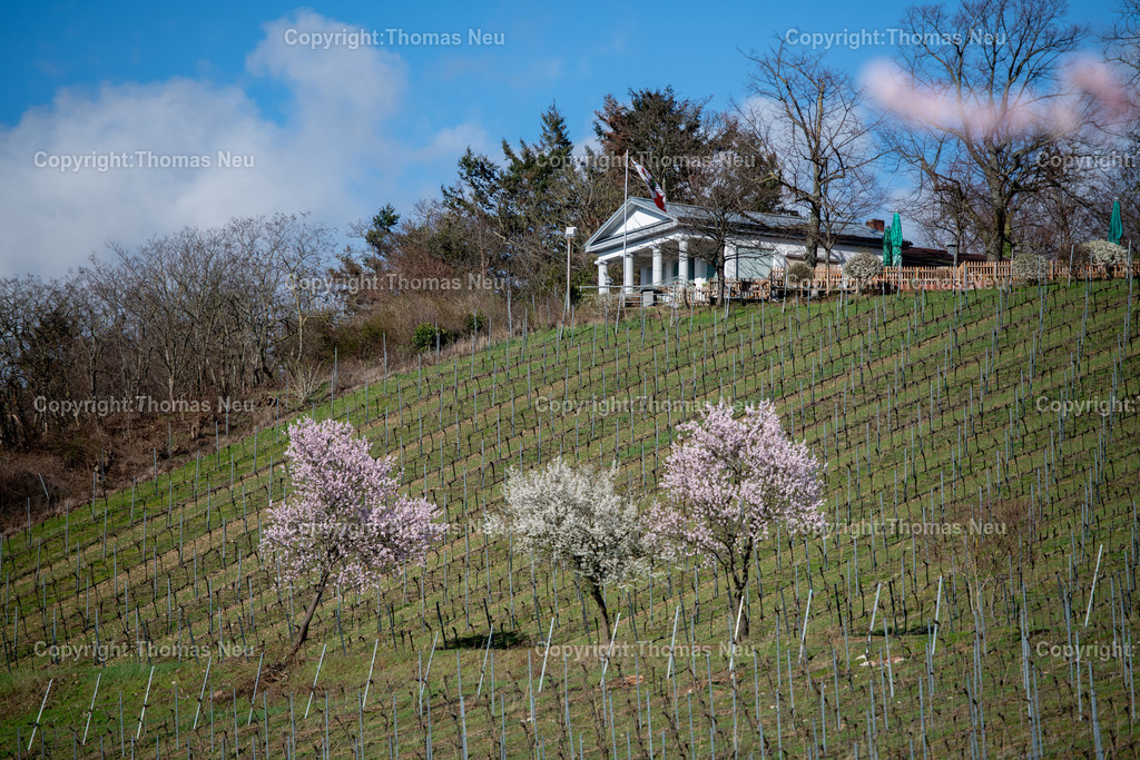 mandelbluete-kirchberg-bensheim-kirchberghaeuschen-Bensheim-Fruehling-bergstrasse-Fotografie-thomas-neu.jpg-6 | Der Kirchberg in Bensheim zeigt sich im Frühling von seiner schönsten Seite. Zarte rosa Blüten der Mandelbäume setzen farbliche Akzente in den sanft geschwungenen Weinbergen der Hessischen Bergstraße. Im Hintergrund thront das charakteristische Kirchberghäuschen, ein beliebtes Ziel für Spaziergänger und ein markantes Wahrzeichen oberhalb der Stadt.
Die Kombination aus aufblühender Natur, strukturierten Rebreihen und dem weiten Blick über die Landschaft macht diesen Ort zu einem der bekanntesten Fotomotive der Region. Besonders zur Mandelblüte entsteht hier eine mediterran anmutende Szenerie, die jedes Jahr zahlreiche Besucher und Fotografen anzieht.
Dieses Motiv steht für den Frühling an der Bergstraße – für Aufbruch, Licht und die besondere Verbindung von Weinbau, Landschaft und Kultur.