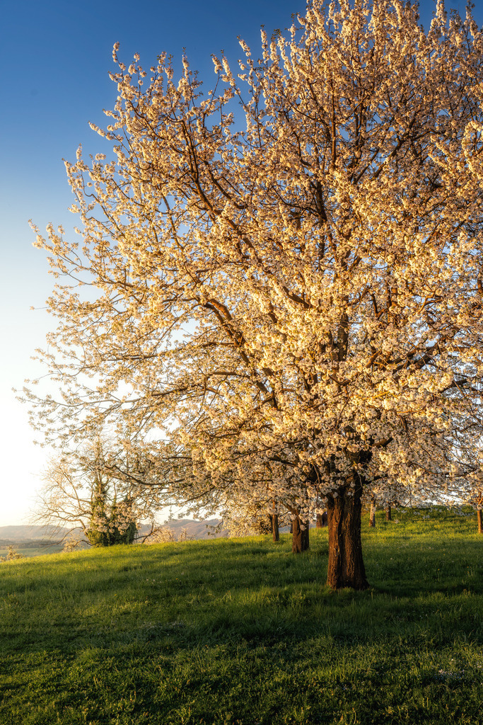 St. Verena Zug | Frühling - Realisiert mit Pictrs.com