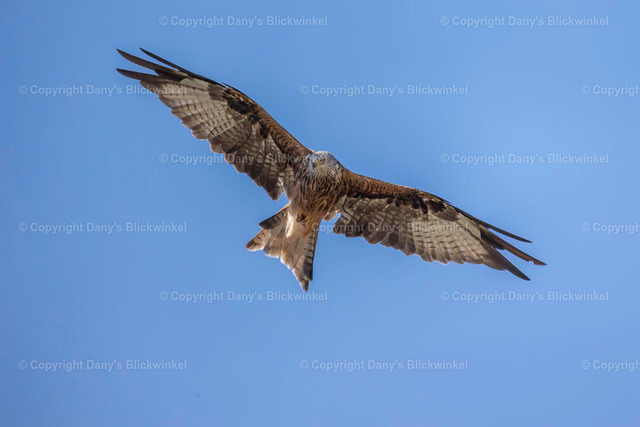 2022132 | Tierfotografie, Tierkalender, Tierbilder, Insekten, Spinnen, Vögel, Schmetterling, Libellen, Leinwand, Colorkey, Qualität, Geschenkartikel, Geschenk - Realisiert mit Pictrs.com
