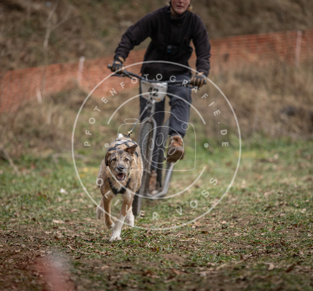 Pfotenfotografie_DV3A0528 | Hundefotografie, Tierfotograf, Pfotenfotografie, Fotoshooting Hund, Hunde Portrait, Hundesport, Hundeportraits, Heideshooting, Hunde, Sportfotograf, Hundefotograf, Turnierhundsport, THS,  - Realisiert mit Pictrs.com