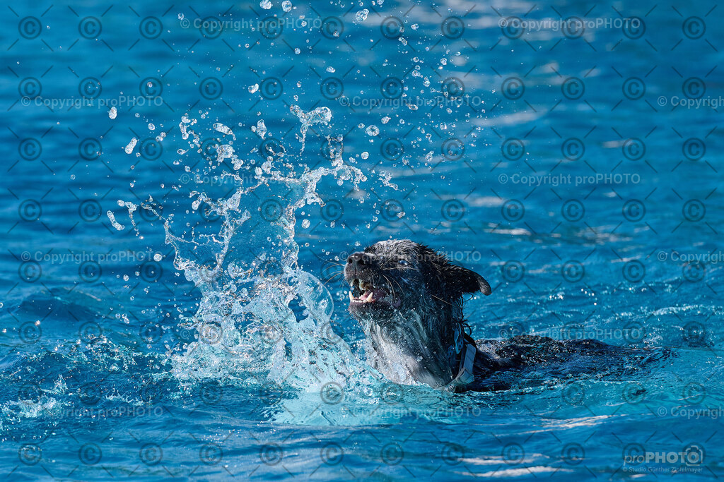 028_202509_4Hundebadetag_NZ9_2120 | proPHOTO - Realisiert mit Pictrs.com