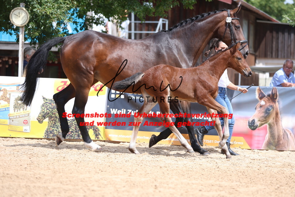 Fohlenschau_Schwäbisch_Hall_dressurbetonte_Fohlen_KN 13_3 | lmwpictures - Realisiert mit Pictrs.com