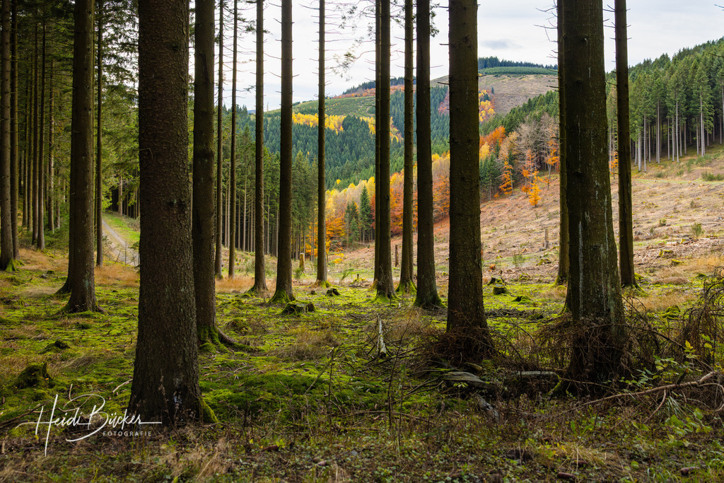 Fichtenwald im Herbst | Fichtenwald im Herbst - Realisiert mit Pictrs.com
