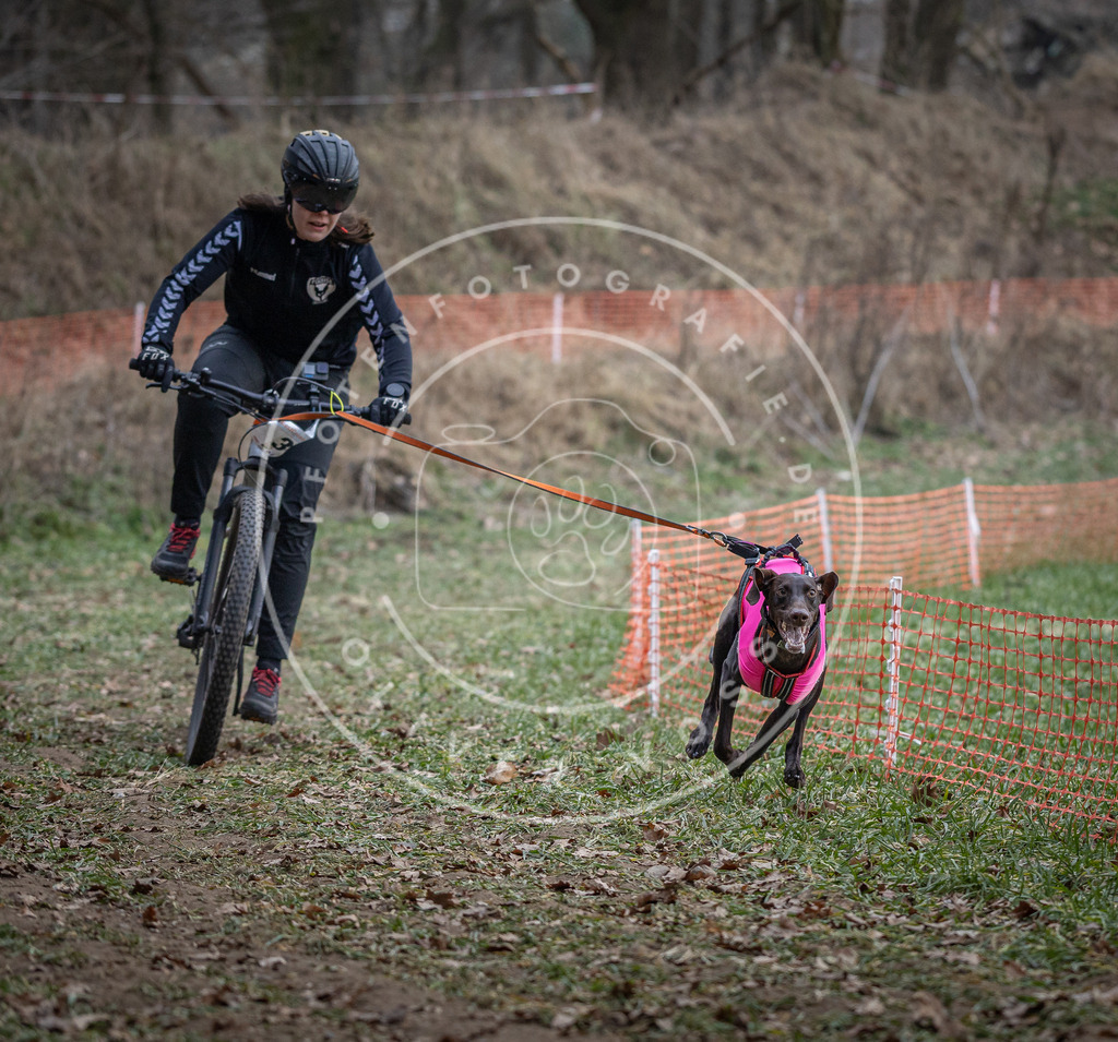Pfotenfotografie_DV3A9594 | Hundefotografie, Tierfotograf, Pfotenfotografie, Fotoshooting Hund, Hunde Portrait, Hundesport, Hundeportraits, Heideshooting, Hunde, Sportfotograf, Hundefotograf, Turnierhundsport, THS,  - Realisiert mit Pictrs.com