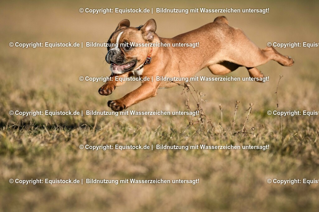 20190217_Hund_0035 | Foto: Thomas Hartig