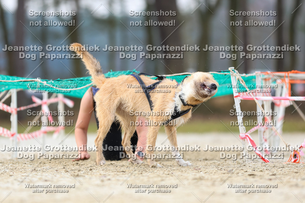 Dog Paparazzi - Strongdog North Mrz26-4101 | Dog Paparazzi Jeanette Grottendiek Fotografie & Videografie - Realisiert mit Pictrs.com