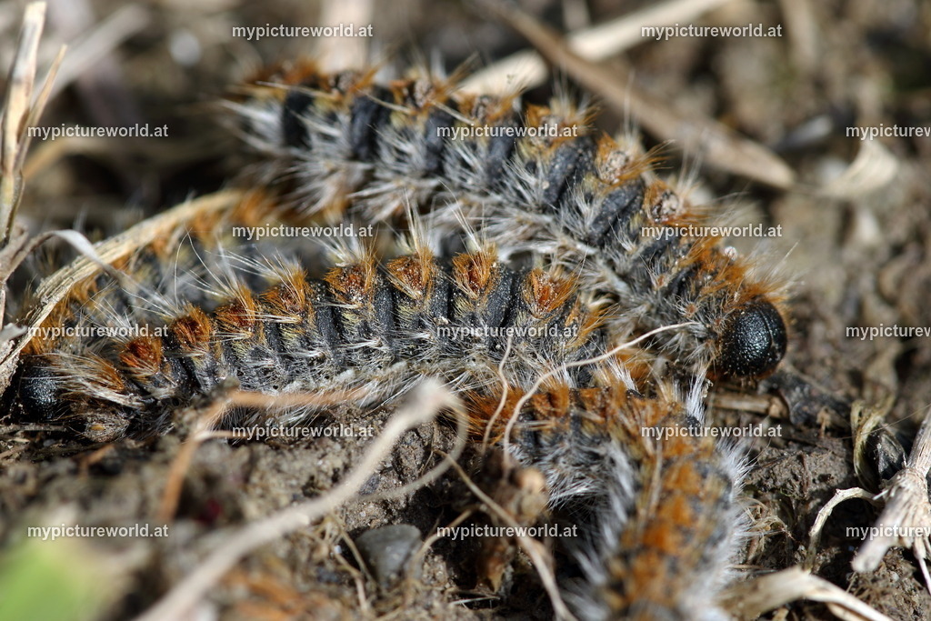 Thaumetopoea pityocampa-004 | Das Bilderarchiv über Tiere, Planzen und Landschaften. In der Bilddatenbank finden Sie ein große Auswahl an hochwertigen Bilder für Ihre Werbung - Realized with Pictrs.com