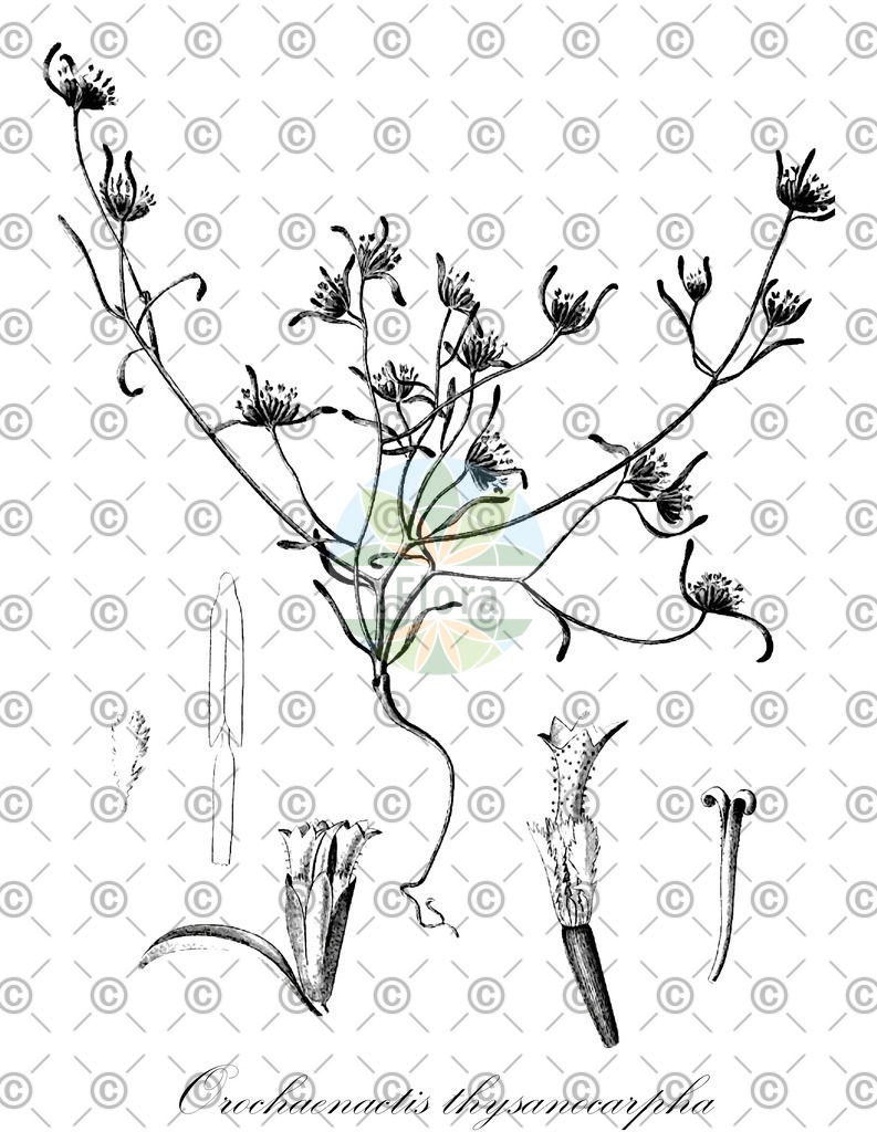 HistAbb_wfo-0000261011_2_ENZY_Simple | Historische Abbildung von Orochaenactis thysanocarpha - Asteraceae | Historical Illustration of Orochaenactis thysanocarpha - Asteraceae