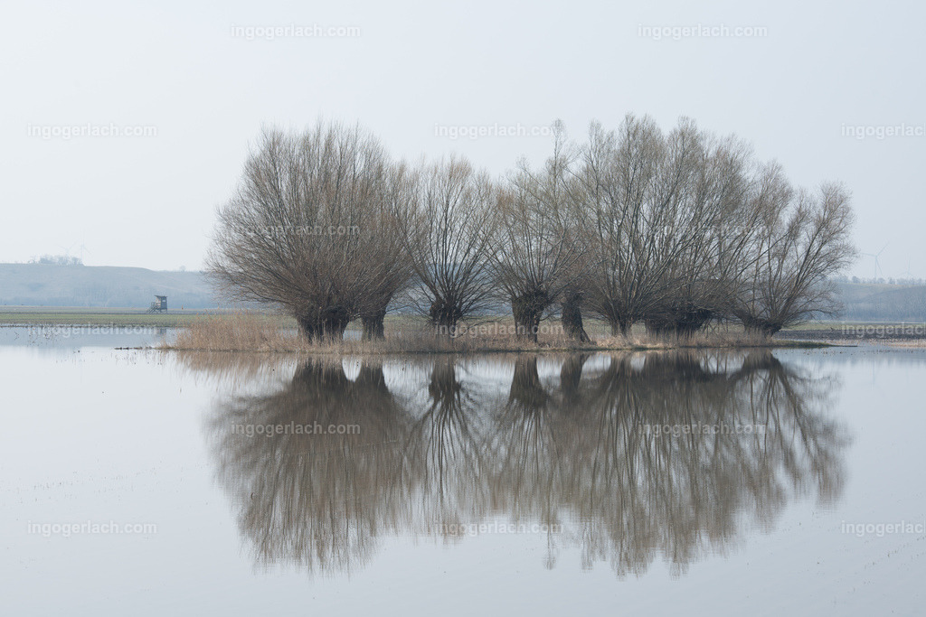 Kopfweiden im Spiegelbild des Hochwassers farbige Version | Ingo Gerlach