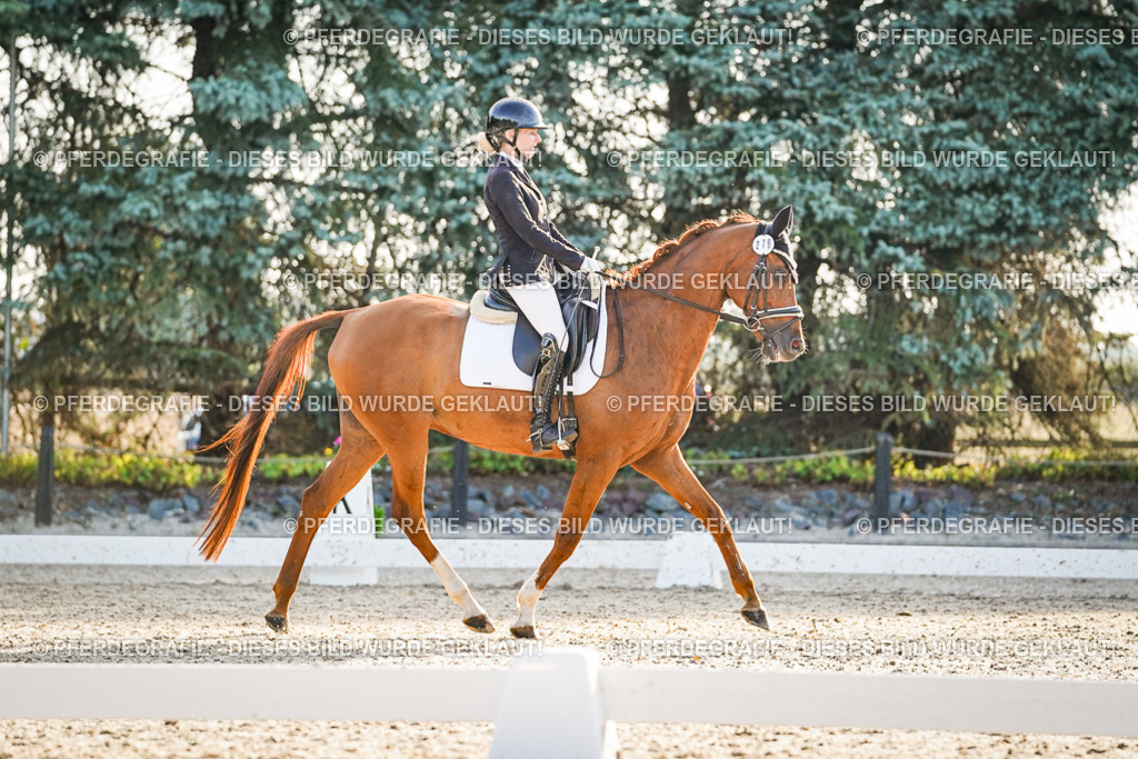 DSC08111 | Pferdegrafie