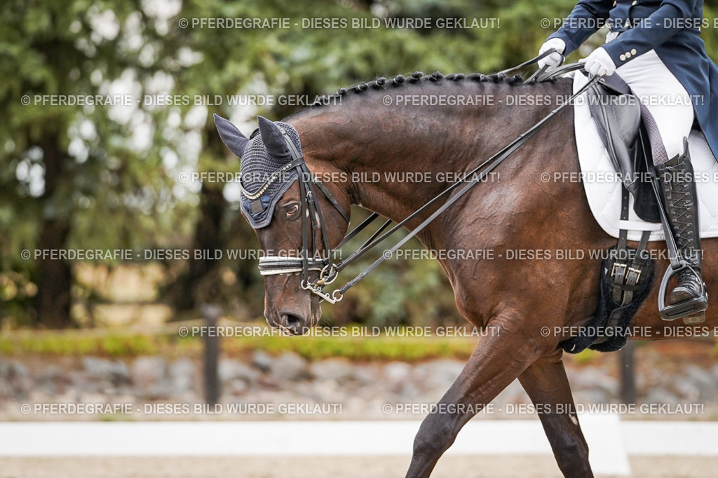 DSC07413 | Pferdegrafie