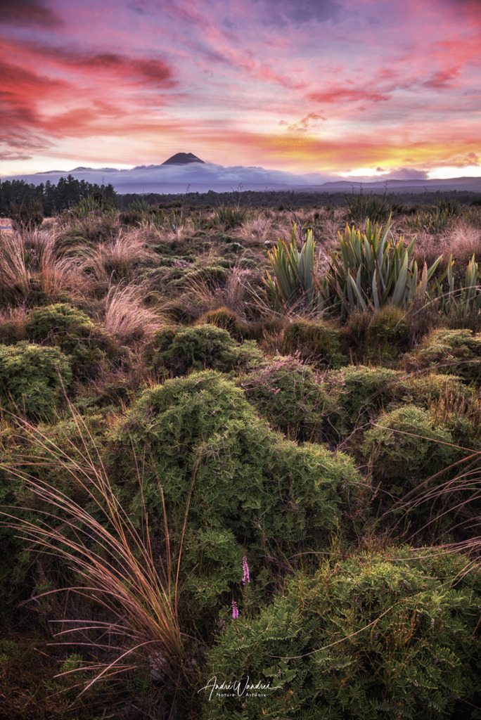 Sonnenaufgang im Tongario Nationalpark | Andre Wandrei - Nature Artworx - Realisiert mit Pictrs.com