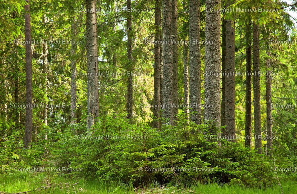 Hochwaldfamilie mit Nachwuchs WB-048 | Wald, Ruhe, Erholung, Abschalten, relaxen, Augenoasen, Kraft tanken, Waldbaden, Stress reduzieren, Bäume, Kirschblüten, Frühlingswald, Sonne im Wald, Licht im Wald, Herbstwald, Waldwege, Gebirgswald, Wasser im Wald, Felsen im Wald, - Realisiert mit Pictrs.com