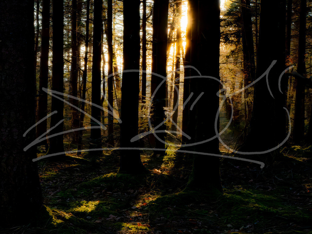 Magic Forest-2 | Naturschönheiten aus Deutschland. Pflanzen und Tiere, Insekten und Naturschauspiele. Alle schönen Details, die uns umgeben, fotografiert von Michi Moc.  - Realisiert mit Pictrs.com