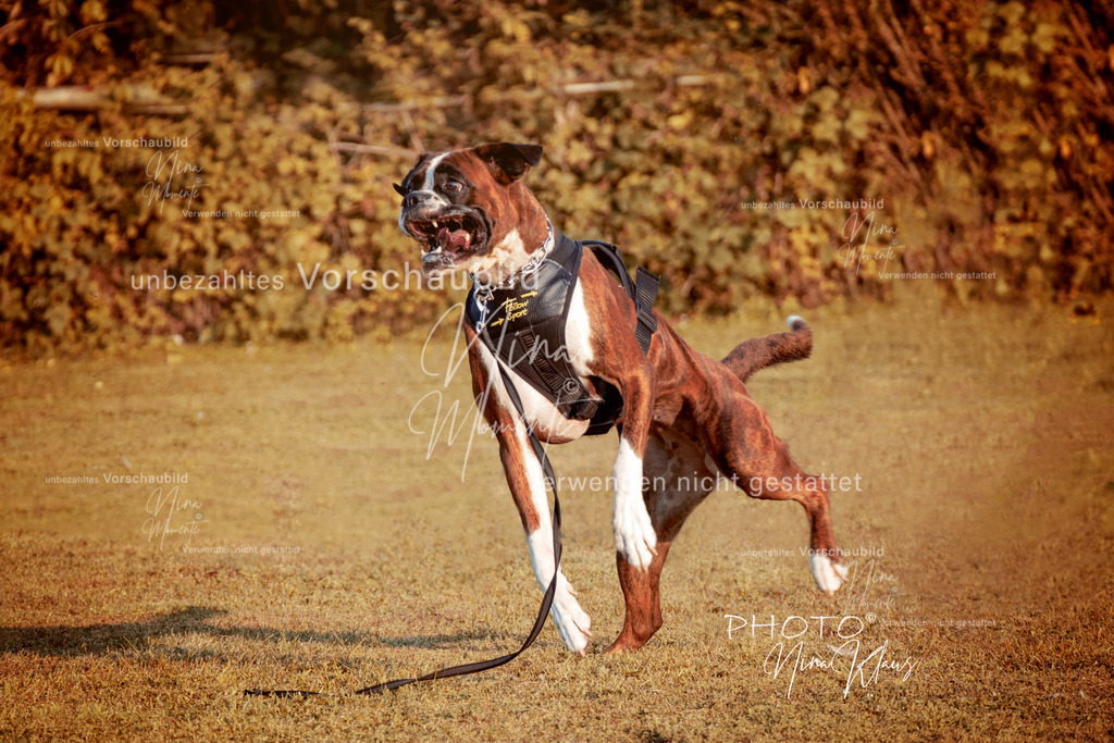 IMG_9063-1_Amanda - Kopie | Einzigartige Fotos von Hunden & Menschen –Actionfotos, Portraits, Vereinsaufnahmen & Paarshootings – authentisch, lebendig & mit Herz.