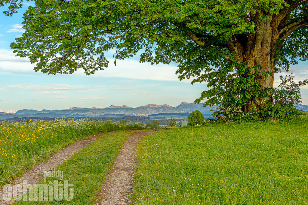 Große Linde mit Blick in die Westallgäuer Alpen | Eine mächtige Linde vor der beeindruckenden Kulisse der Westallgäuer Alpen. Ein idyllischer Blick, der die Weite und Ruhe der Allgäuer Landschaft einfängt. - Realisiert mit Pictrs.com