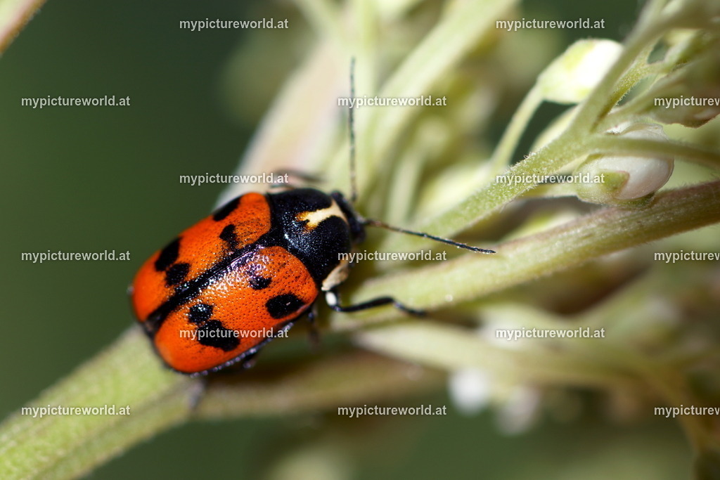 Cryptocephalus octopunctatus-001 | Das Bilderarchiv über Tiere, Planzen und Landschaften. In der Bilddatenbank finden Sie ein große Auswahl an hochwertigen Bilder für Ihre Werbung - Realisiert mit Pictrs.com