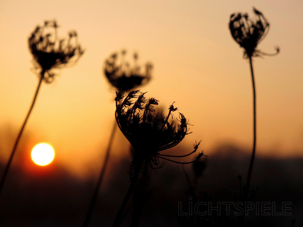 Tanz | Blütensilhouetten vor tiefstehender Sonne - Realisiert mit Pictrs.com