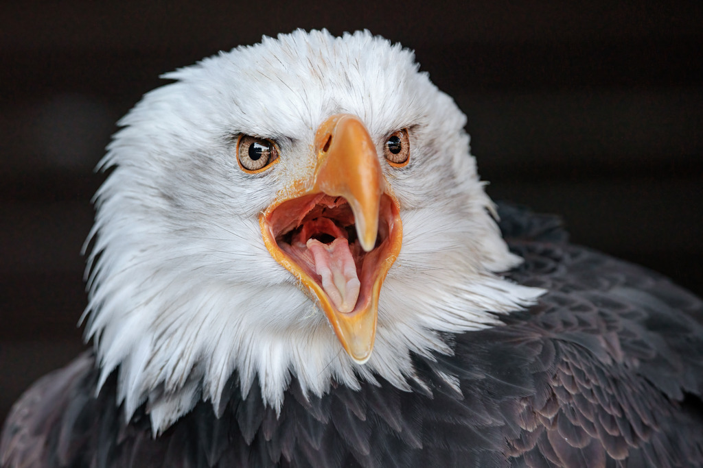 Wandbild - Majestätischer Weißkopfseeadler in Nahaufnahme | Das Bild zeigt einen Weißkopfseeadler (Haliaeetus leucocephalus) in beeindruckender Nahaufnahme. Der Adler hat den Schnabel weit geöffnet, was seine scharfen Zähne und die kräftige Zunge deutlich sichtbar macht. Die kräftigen, durchdringenden Augen des Adlers fixieren den Betrachter, während sein weißes Gefieder um den Kopf herum sich scharf gegen das dunklere Körpergefieder abhebt. Der Hintergrund ist dunkel und unscharf, wodurch der Fokus vollständig auf dem ausdrucksstarken Gesicht des Adlers liegt. Diese Nahaufnahme fängt die Majestät und Wildheit dieses majestätischen Vogels perfekt ein.