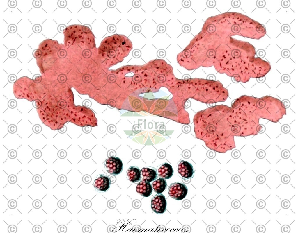 HistAbb_4SG5_4_ENZY_Simple | Historische Abbildung von Haematococcus - Haematococcaceae (0) | Historical Illustration of Haematococcus - Haematococcaceae (0)