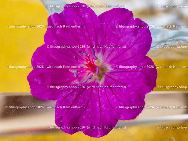 titusgraphy_P6277640-vz-ln | titusgraphy-shop: Geschenkideen mit Qualitätsfotos. titusgraphy-shop: gift ideas with quality photos. titusgraphy-shop: idées cadeaux avec photos de qualité.  - Realisiert mit Pictrs.com