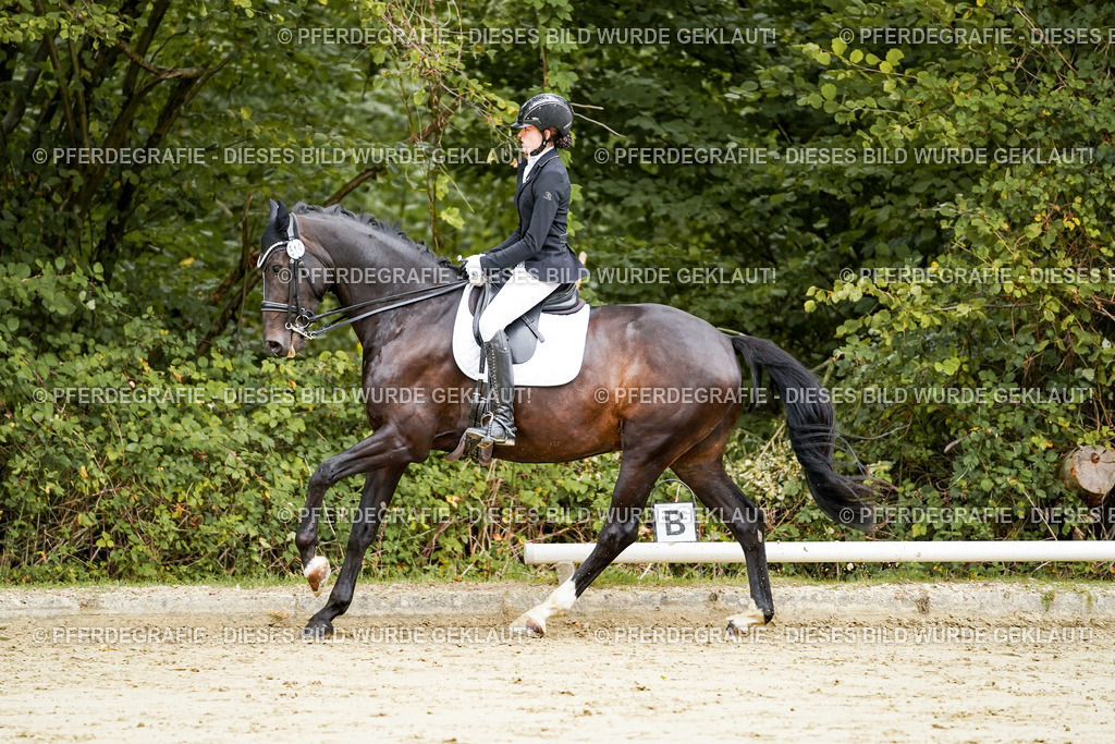 DSC03941 | Pferdegrafie