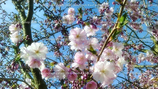 titusgraphy_IMG_20170331_hdh-ln_pe | titusgraphy-shop: Geschenkideen mit Qualitätsfotos. titusgraphy-shop: gift ideas with quality photos. titusgraphy-shop: idées cadeaux avec photos de qualité.  - Realisiert mit Pictrs.com