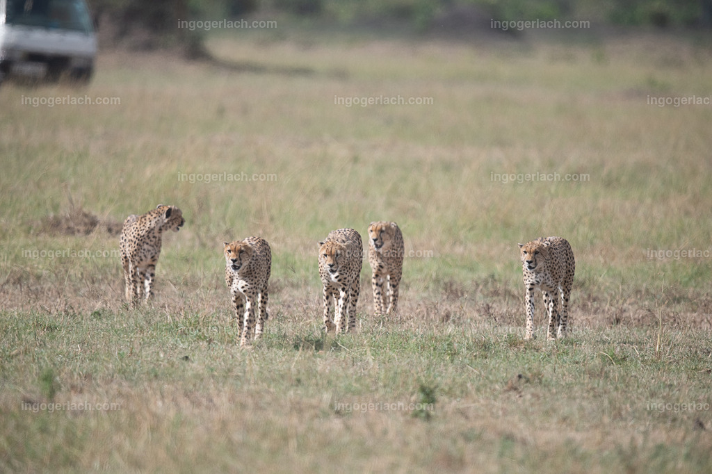 Fünf Geparden auf Streifzug | Die fünf Gepardenbrüder oder auch Gepardenkoalition genannt fotogen auf einem Hügel bei Sonnenuntergang auf Streifzug.