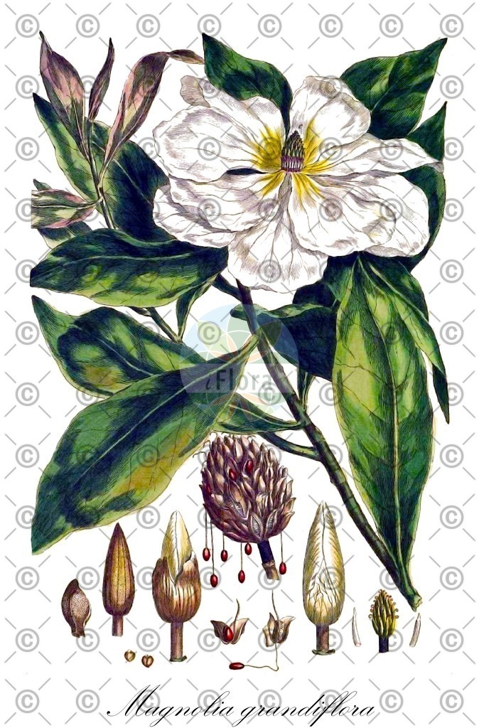 HistAbb_wfo-0001134600_2_ENZY_Simple | Historische Abbildung von Magnolia grandiflora - Magnoliaceae | Historical Illustration of Magnolia grandiflora - Magnoliaceae (southern magnolia;bull-bay)