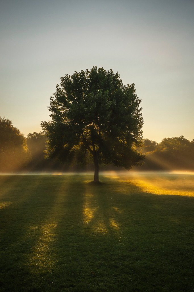 Strahlenbaum im Morgentau | Ein einzelner Baum umgeben von feuchtem Gras und sanftem Morgennebel. Die ersten Sonnenstrahlen durchbrechen das Geäst und werfen lange Schatten über die Wiese. Ein Moment voller Ruhe und Magie – wie eine stille Begrüßung des neuen Tages. - Realisiert mit Pictrs.com