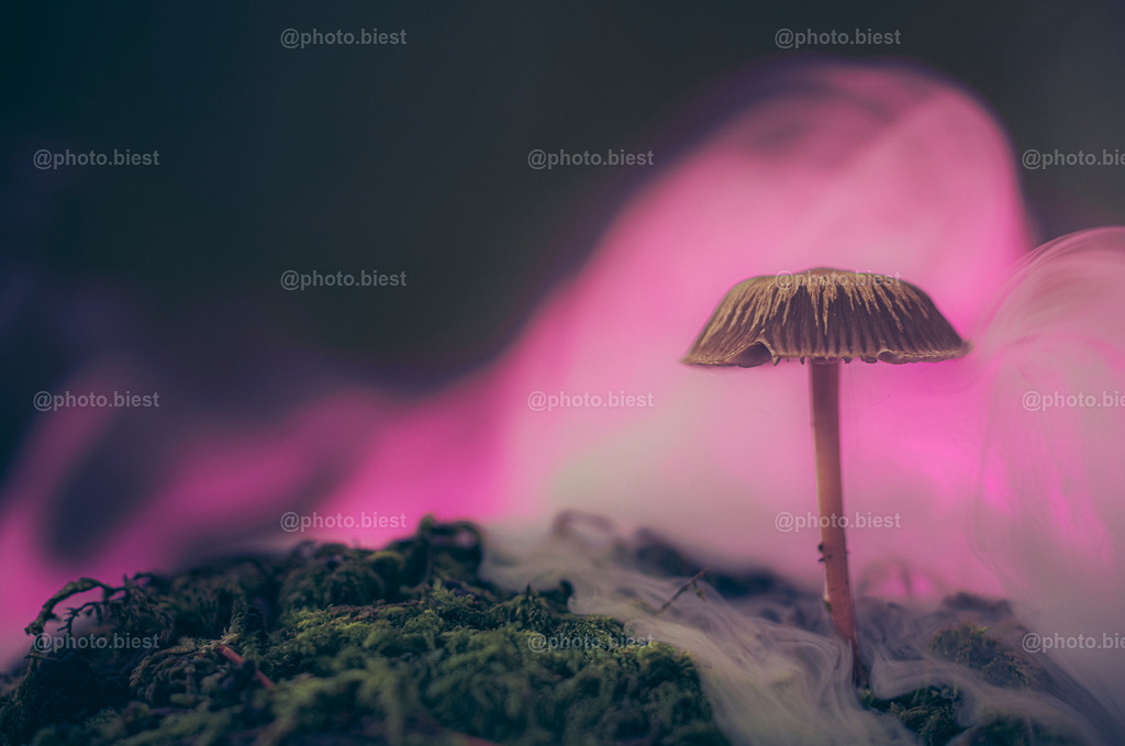Pink Magic | Ein Pilz im moosigen Waldboden. Eine Nebelmaschine sorgte für das gewisse Extra. - Realisiert mit Pictrs.com